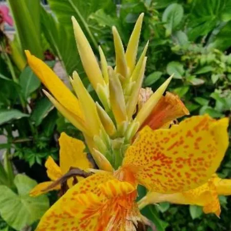 Murko P-4 * Любляна