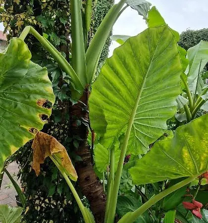 Murko P-4 Апартаменти