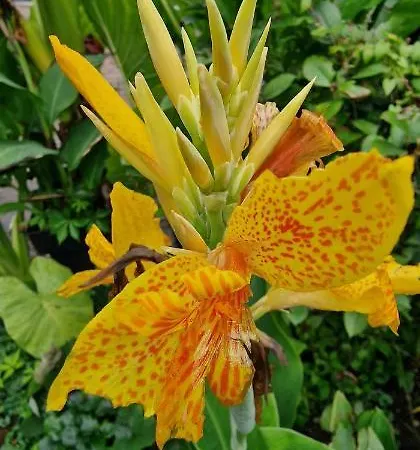 Murko P-4 * Любляна