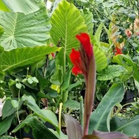 Daire Murko P-4 Ljubljana