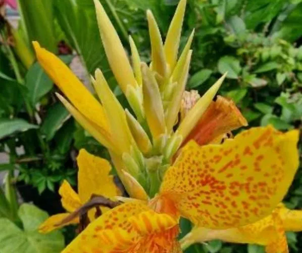 Murko P-4 * Ljubljana